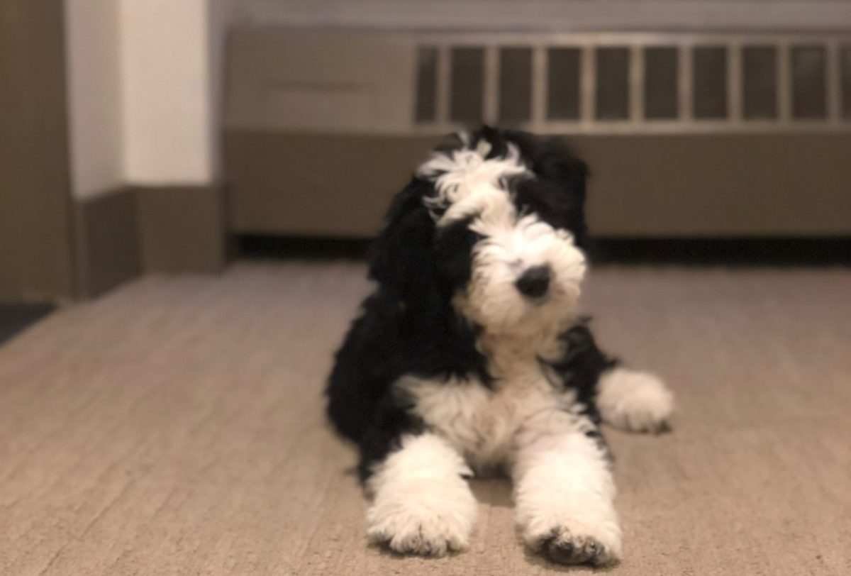 image of a fluffy black and white dog