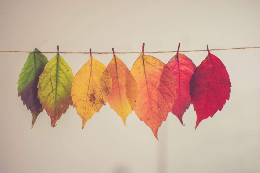 image of a collection of leaves hanging on a clothesline ranging from green to red
