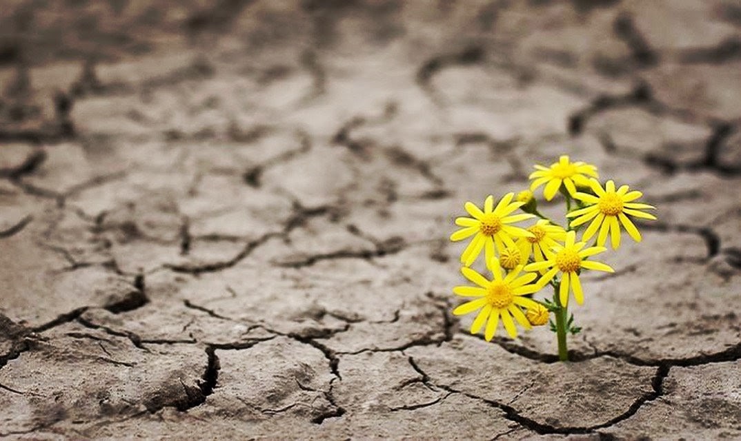 yellow flowers growing through crack