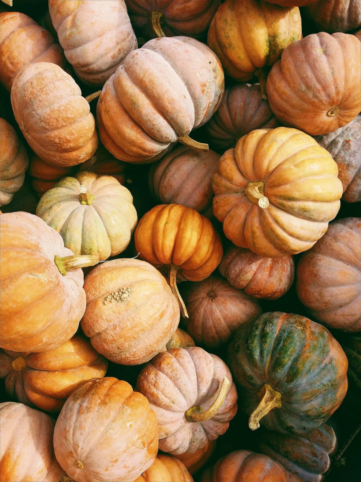pumpkins of different colors and sizes