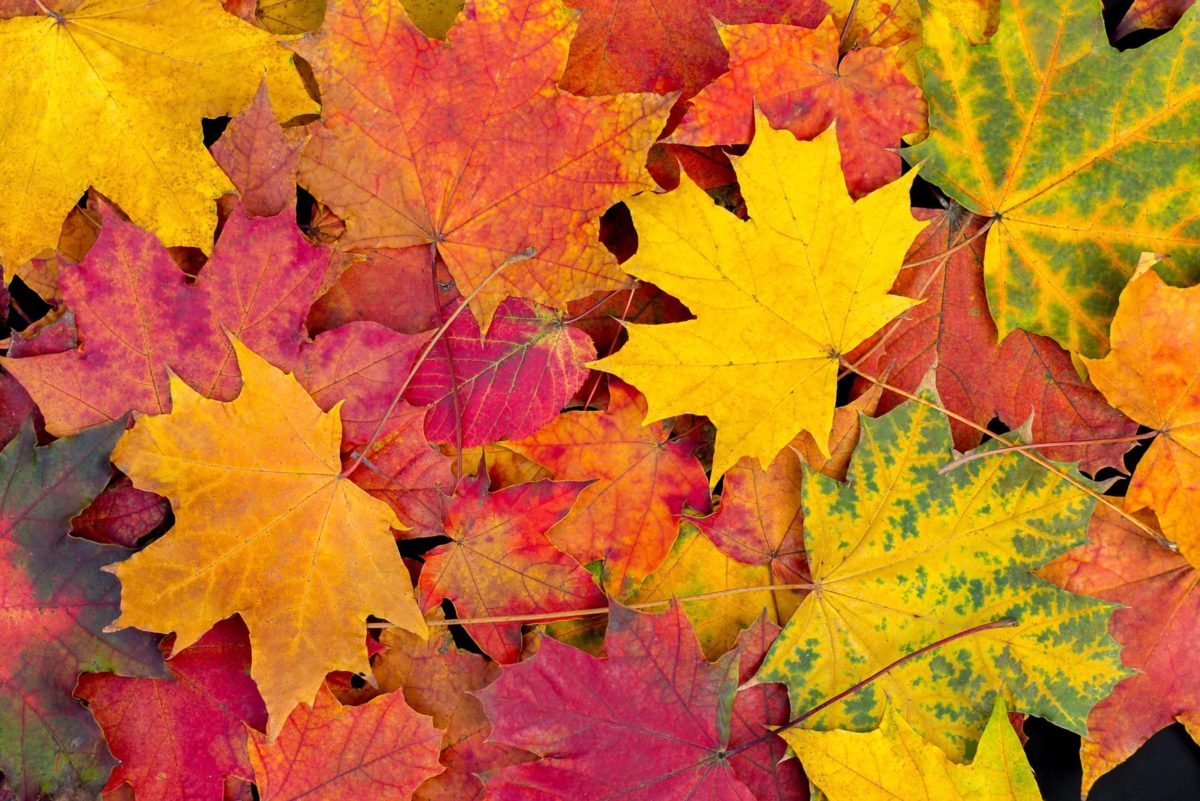 different colored fall leaves