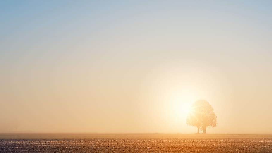 dawn light tree fog