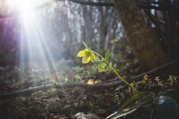 Green flower in the woods on sunlight.
