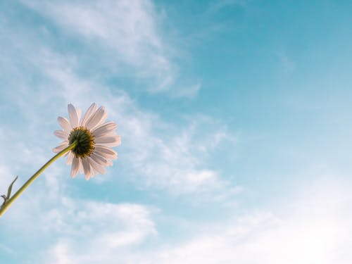white daisy flower against blue cloudy sky