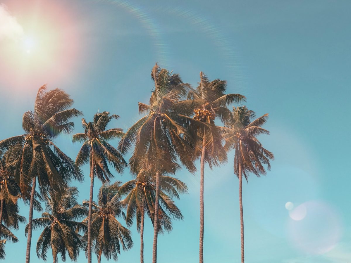 Group Of Palm Trees on a Sunny Day