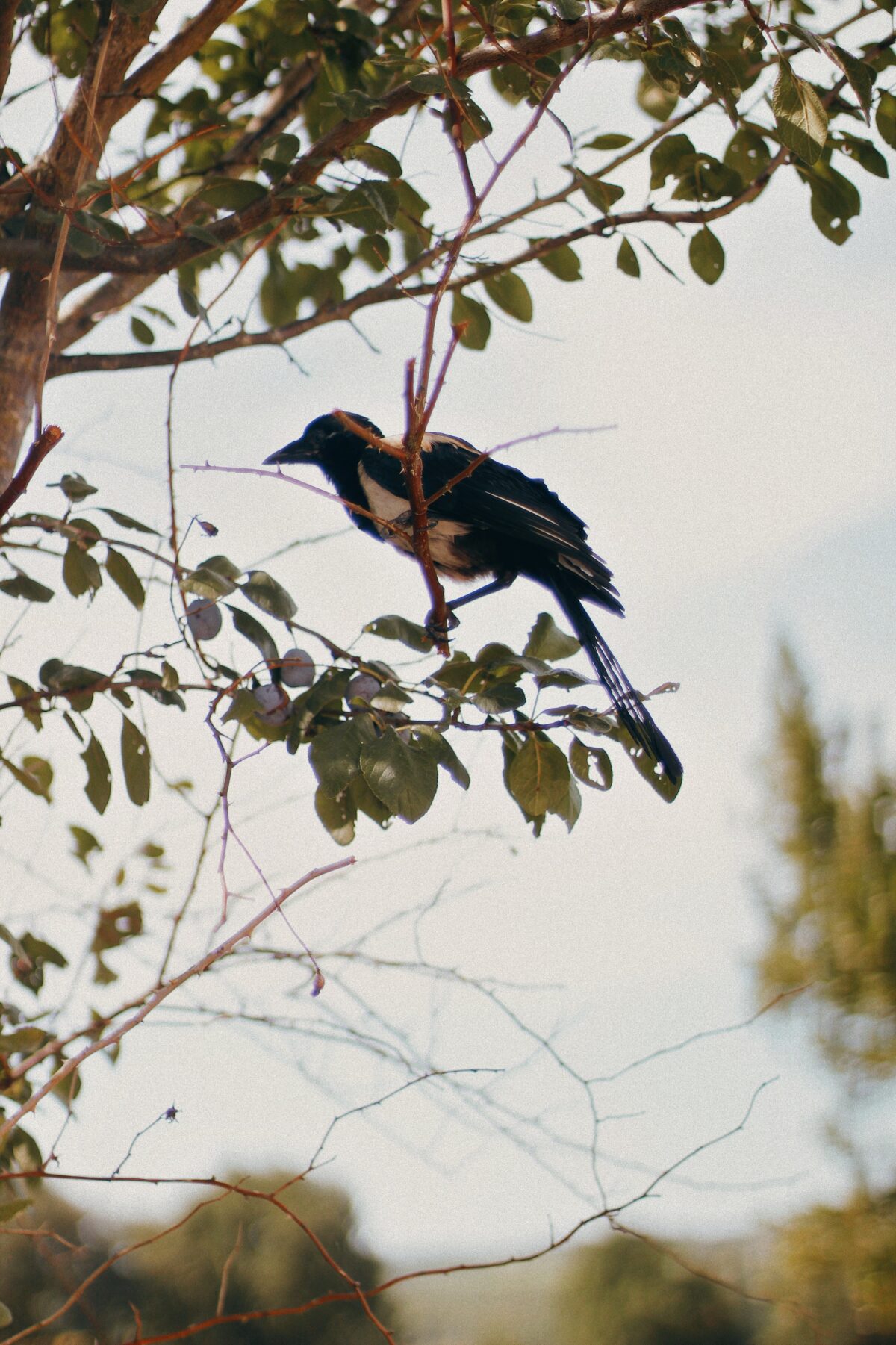 A magpie bird on a branch.