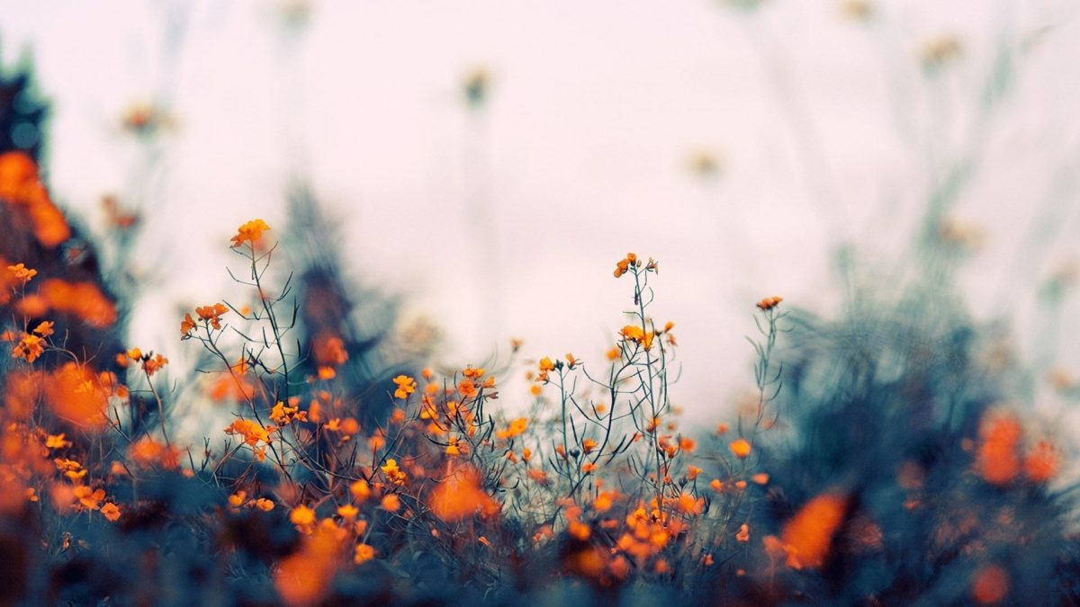 Orange Little Flowers In Blur Background