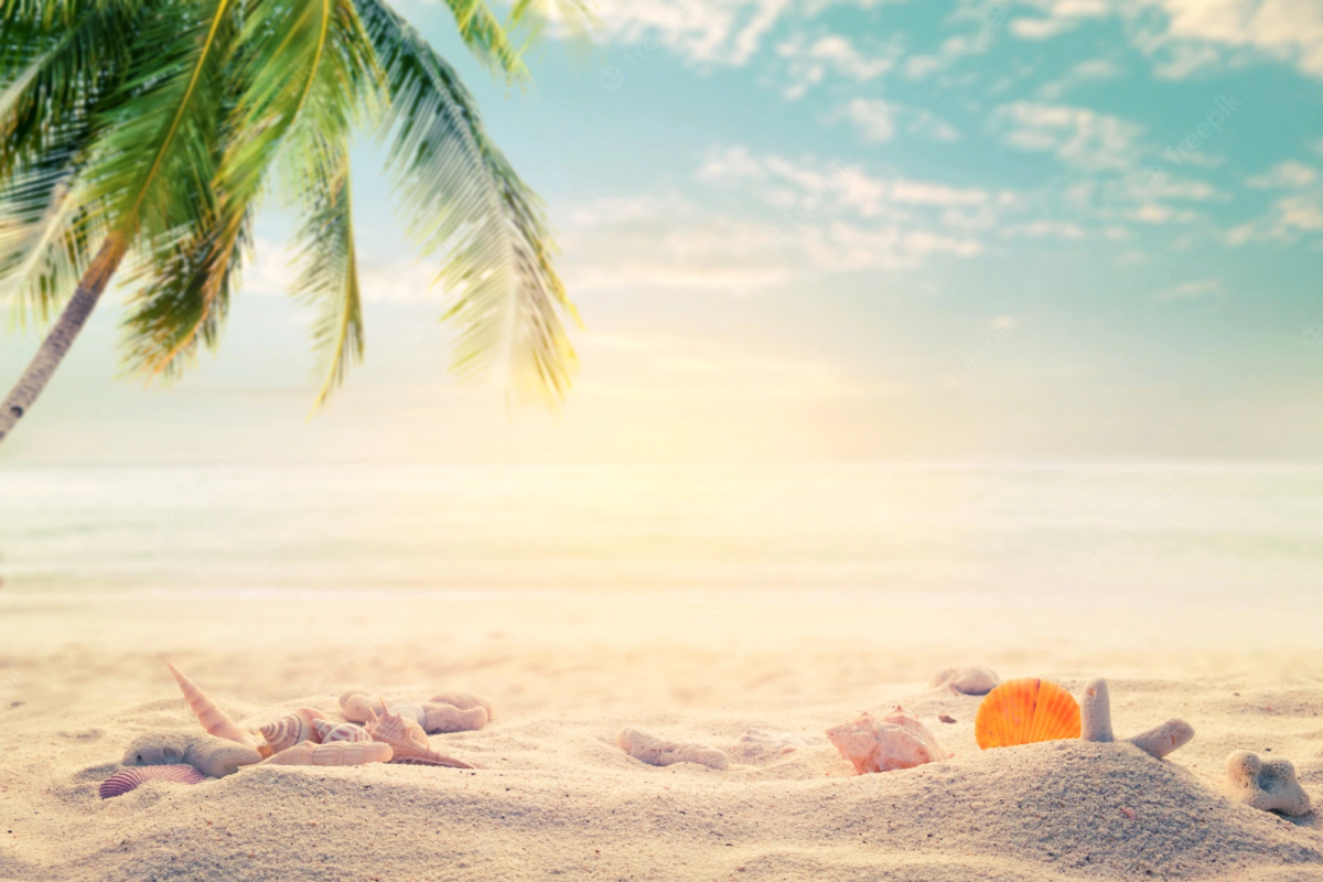 beach with starfish, shells, and coral with the ocean in the background