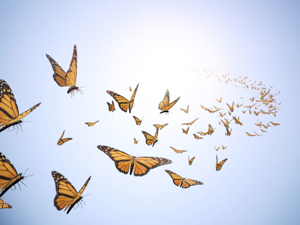 monarch butterflies flying
