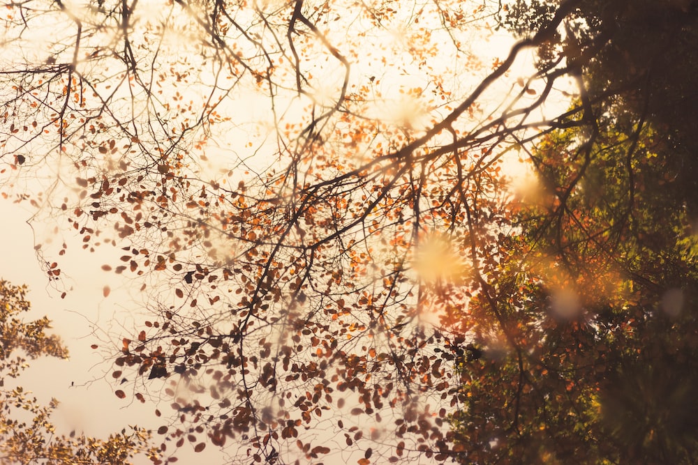 fall foliage