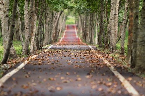 empty road with fallen leaves