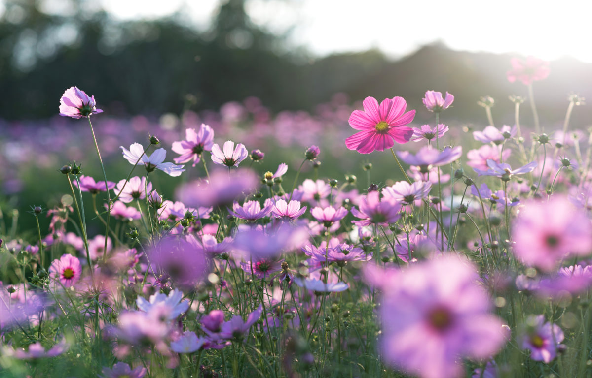 field of purple and pink flowers