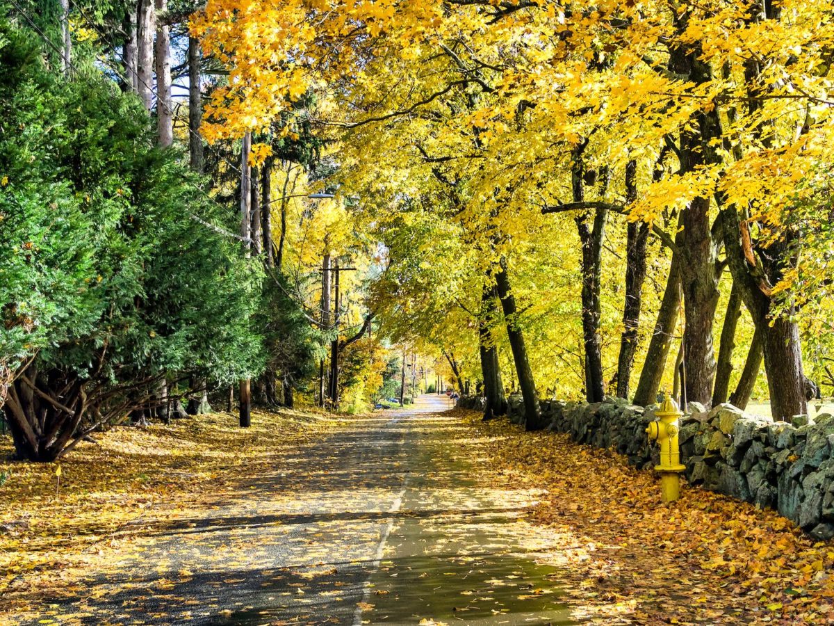 fall foliage in dedham massachusetts