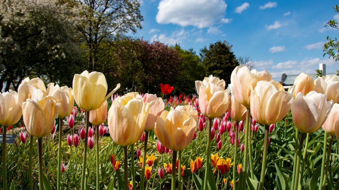 close-up of tulips in a field of flowers