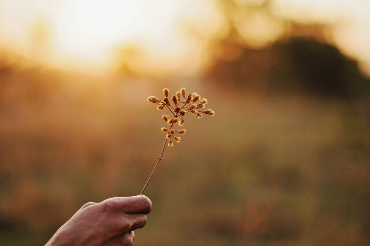 Person holding flower in sunlight