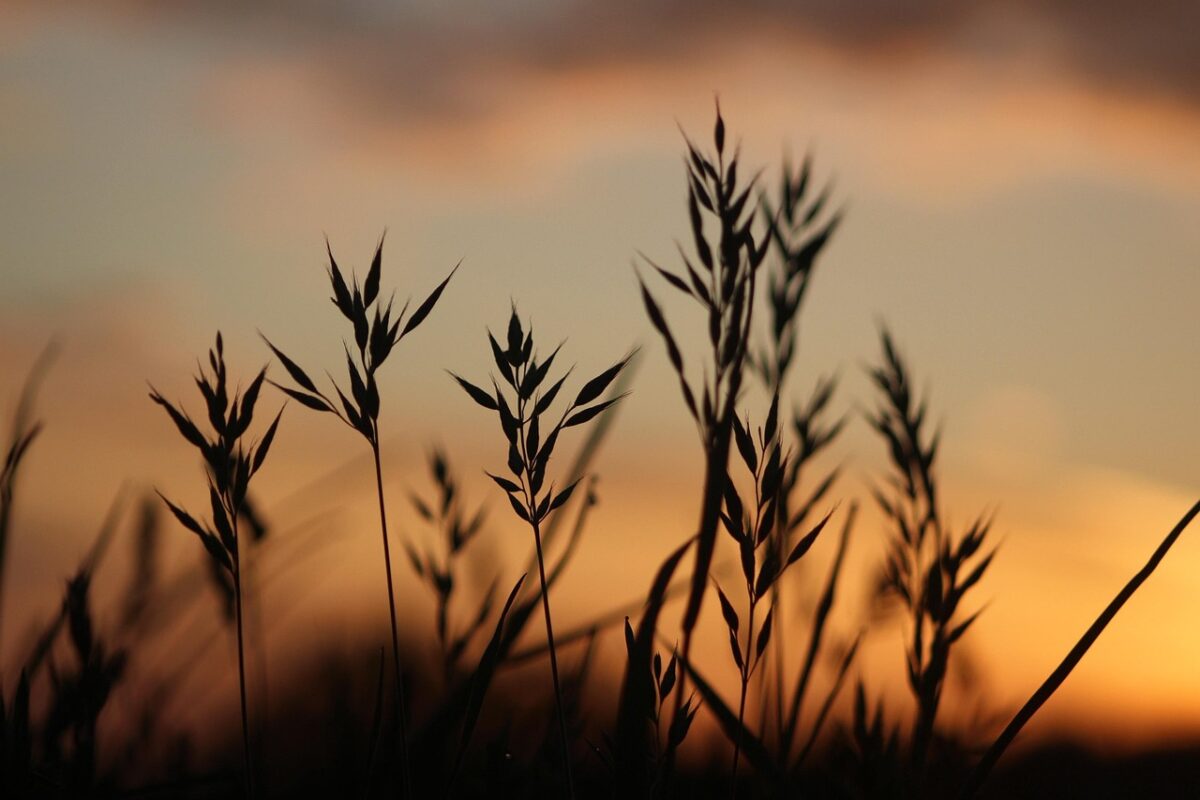 wheat stalk blowing in the wind in evening light