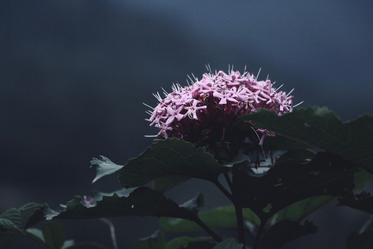 a softly lit flower in tight focus