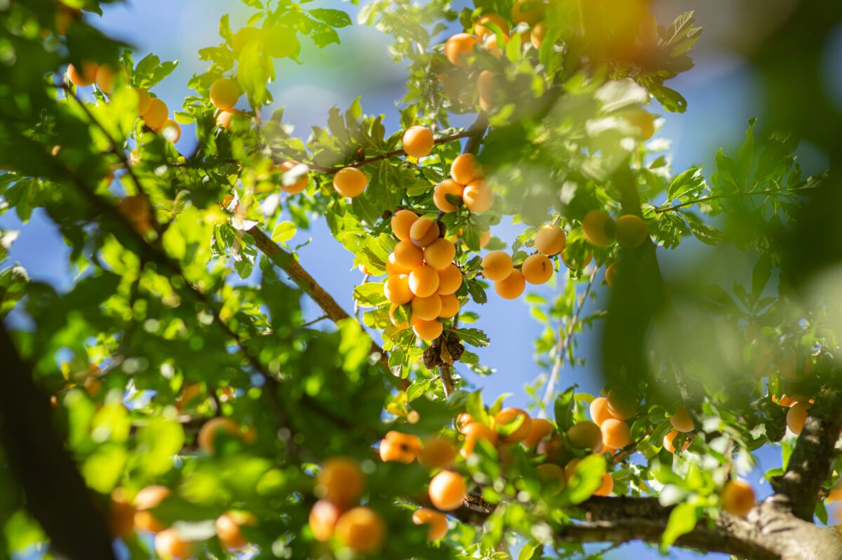 small orange on a tree